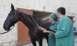 At xəstəlikləri üzrə epizootoloji monitorinqlər aparılacaq 