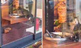 Küçə pişiyi restorandakı dönər ətini yedi -  Qalmaqallı görüntülər