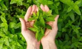 İştahanı "öldürən" bitki:  Səhərlər 1-2 ədəd çeynəyin