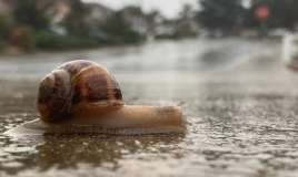 İlbizlər niyə yağışdan sonra peyda olur? -  Səbəb