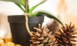 Saxsının içinə şam qozası qoyun -  Səbəb