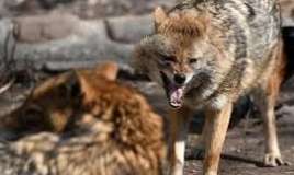 Ucarda vəhşi çaqqal hücumu    - Yaralananlar var