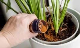 Qarışqalar bu qoxuya nifrət edir:  Bitkiləri xilas edən ədviyyat