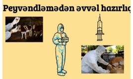 Heyvanlar necə peyvənd olunur? -  VİDEO