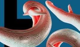 Bədənimizdəki hansı qurdlar   - vitaminlərimizi "yeyir"?