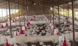 Toydan gələn yüksək səsdən     bir ferma toyuq qırıldı