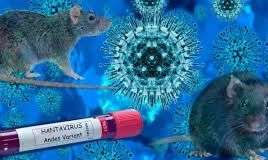 Hantavirus Azərbaycana keçəcəkmi? 