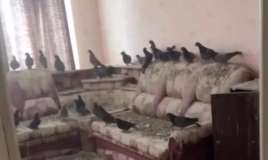 Pəncərələri 3 il açıq qoydu -   Qayıtdığında peşman oldu-FOTO