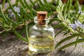 Bu bitki altsheymerdən qoruyur 