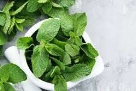 Bu ucuz bitki qocalmanın 	   qarşısını alır