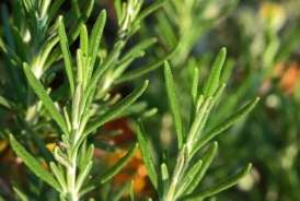 Unutqanlığa faydalı bitki -  Tələbələr otağa qoysun