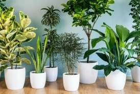 Yaşlı və uşaqlara zərər verən  – 5 otaq bitkisi