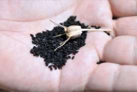 Peyğəmbərin təriflədiyi toxum:  Hər gün 2-3 ədəd udun