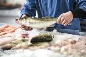 Qaraciyər buna dözmür  – Ən təhlükəli balıq