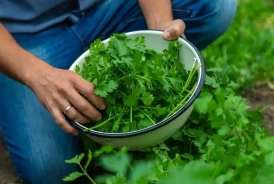 Tərkibində portağaldan üç dəfə çox C vitamini var -  Cəfərinin faydaları