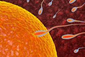 Askorbin turşusunun qadın və kişi sağlamlığında effekti   - Elmi araşdırma