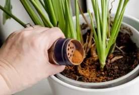 Qarışqalar bu qoxuya nifrət edir:  Bitkiləri xilas edən ədviyyat