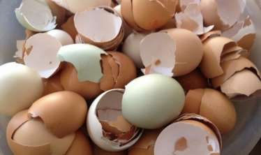 Yumurta qabıqlarını atmayın –  FƏRQLİ İSTİFADƏ QAYDALARI