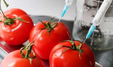 GMO, yoxsa təbii qida məhsullarını? Hansını seçək: 