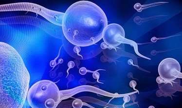 Yeyilən qidalar spermaya təsir göstərir 