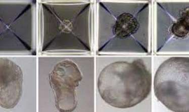 Dünyada ilk sintetik embrion yaradıldı 