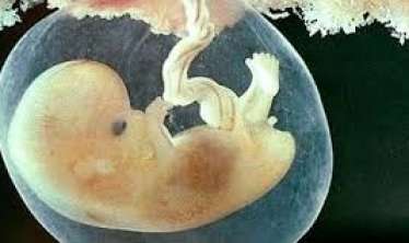 Alimlər yumurtahüceyrəsiz embrion yaratmağı  bacardılar