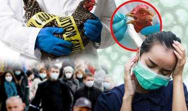 Dünyada yeni pandemiyanı quş qripi törədəcək - ÜST rəsmisi