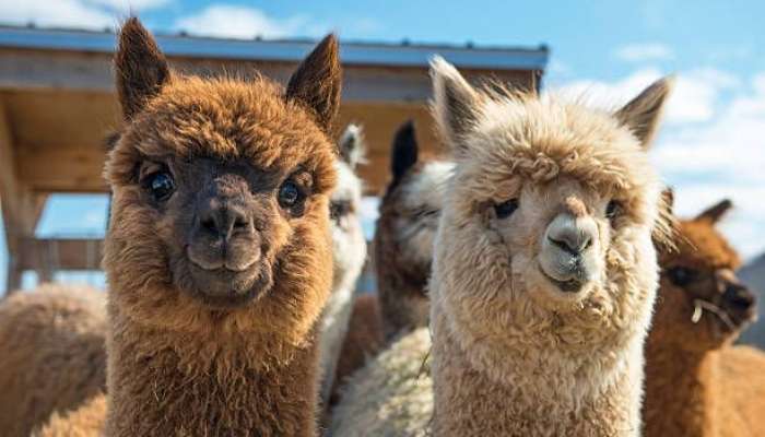 Lama tükü şizofreniyanı müalicə edə bilər 