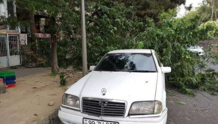 Bakıda 3 nəfərin üzərinə çinar ağacı aşdı 