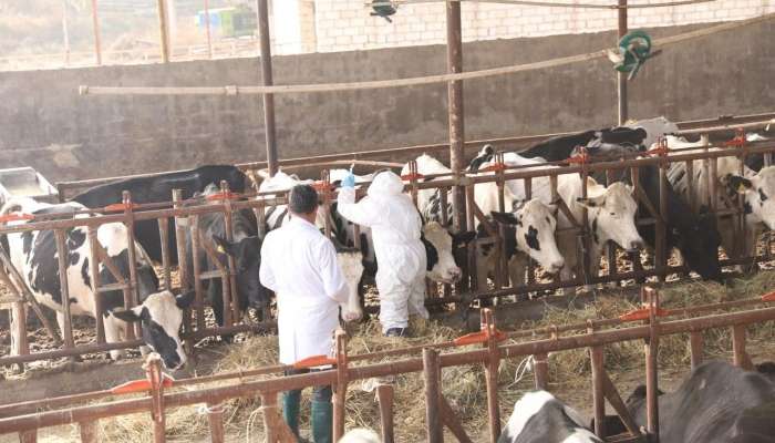 Dabaq xəstəliyinə görə peyvəndləmə işlərinə başlanıldı 