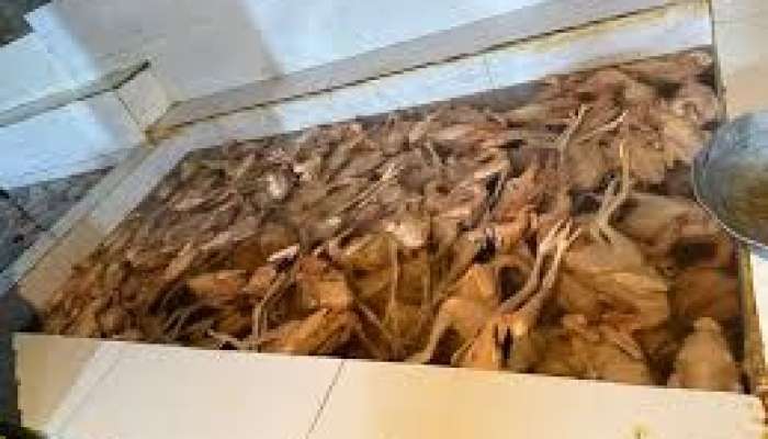 Xırdalanda toyuqları rəngləyib, kənd çolpası adı ilə satan   - ifşa edildi