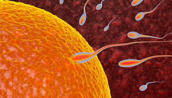 Askorbin turşusunun qadın və kişi sağlamlığında effekti   - Elmi araşdırma