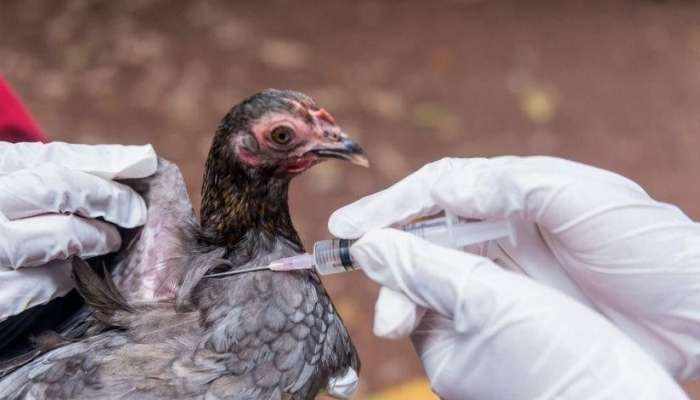 Azərbaycanda quş qripinə yoluxma var? -  Rəsmi açıqlama