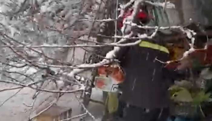 60 yaşlı qadının üzərinə ağac aşdı -  VİDEO