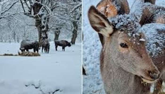 Azərbaycanda qar yağır   - Faktiki hava