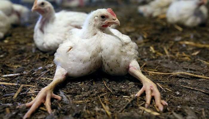 Broyler toyuqlarının orqanizmə    - 7 zərərli təsiri  - DƏHŞƏTLİ FAKTLAR