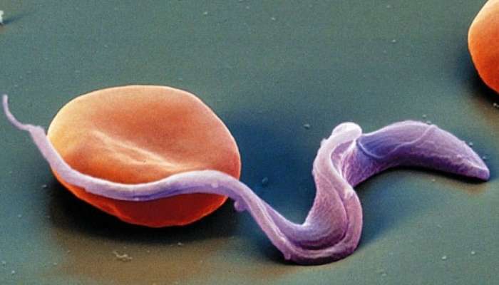  Pişik paraziti şizofreniyaya səbəb ola bilər 