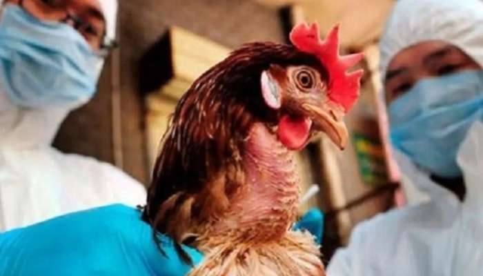 Azərbaycanda quş qripinə qarşı epizootoloji monitorinq keçiriləcək 