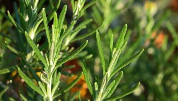 Unutqanlığa faydalı bitki -  Tələbələr otağa qoysun