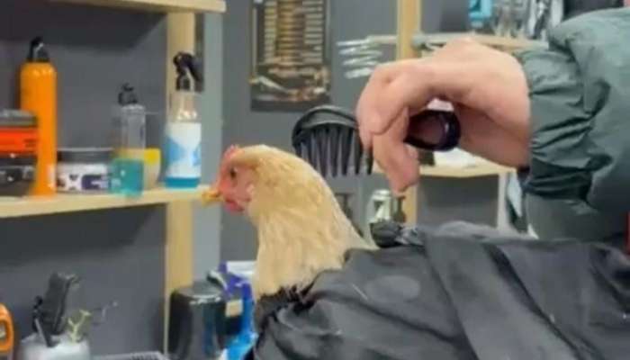 Bərbərin toyuğu qırxması gündəm oldu -  "Bayrama hazırdır" - FOTO