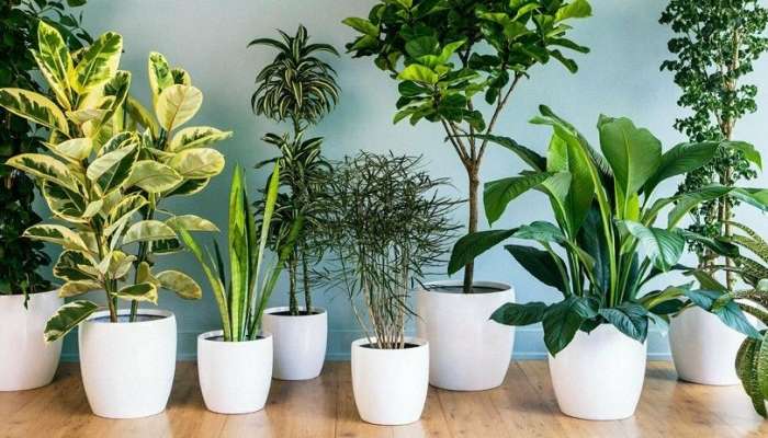 Yaşlı və uşaqlara zərər verən  – 5 otaq bitkisi