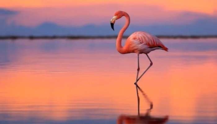 Viral olan flaminqo testi:  Bir ayaq üstündə neçə saniyədə dayanmaq olar?