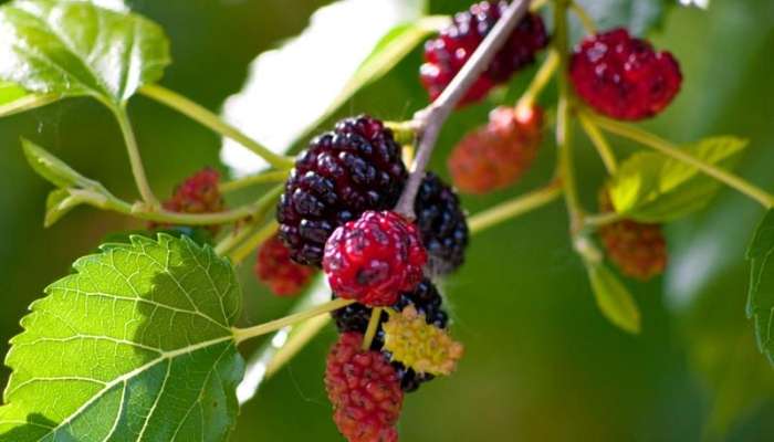 Qanda şəkəri idarə edən təbii vasitə  - Sınayın
