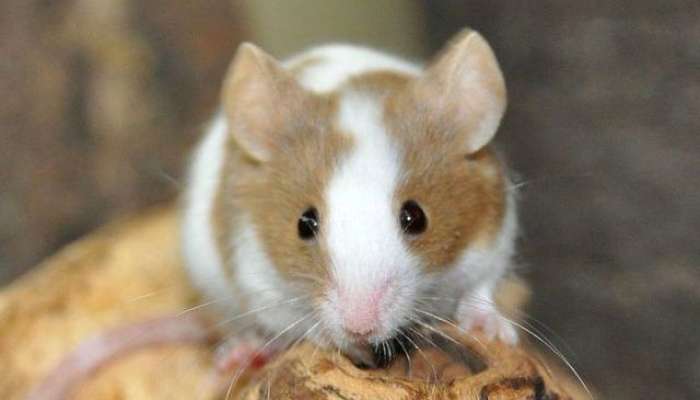 Bu heyvanı tək saxlamaq olmaz  – Səbəb