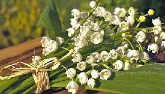 Bu zanbaqlar ölümcüldür  – Diqqət!