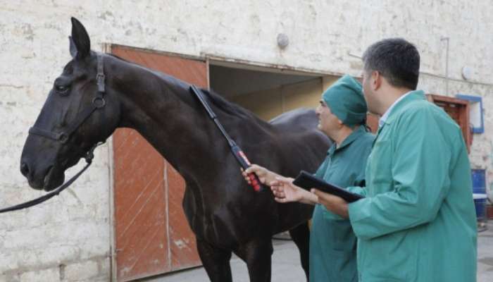 At xəstəlikləri üzrə epizootoloji monitorinqlər aparılacaq 