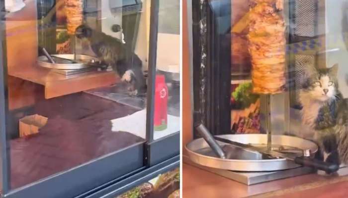 Küçə pişiyi restorandakı dönər ətini yedi -  Qalmaqallı görüntülər