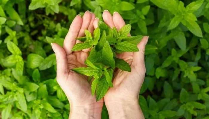 İştahanı "öldürən" bitki:  Səhərlər 1-2 ədəd çeynəyin