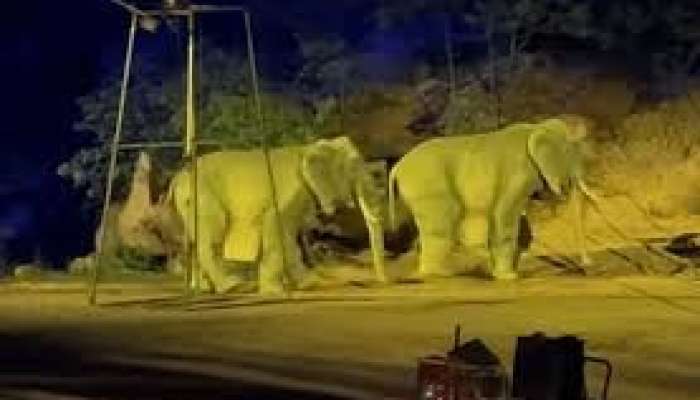 Zooparkda qalmaqal – Fillər heyvan yox, adam imiş  – Kuryoz olay