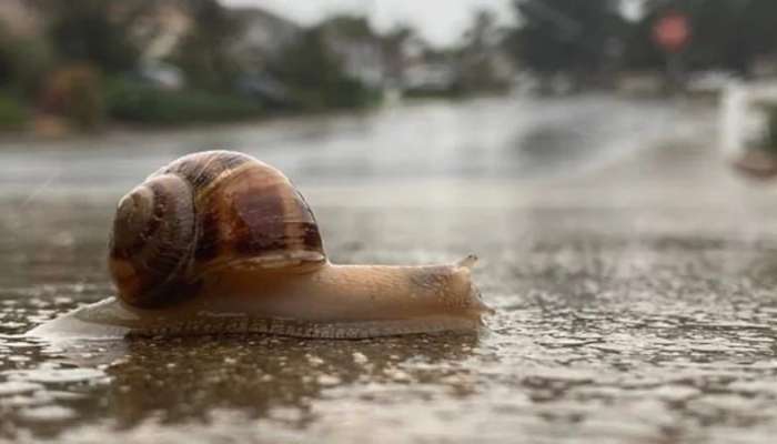 İlbizlər niyə yağışdan sonra peyda olur? -  Səbəb